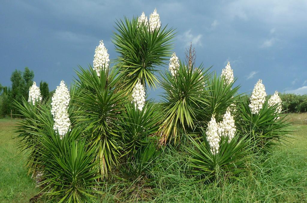 Le Mas De La Chouette Saint-Remy-de-Provence Ngoại thất bức ảnh